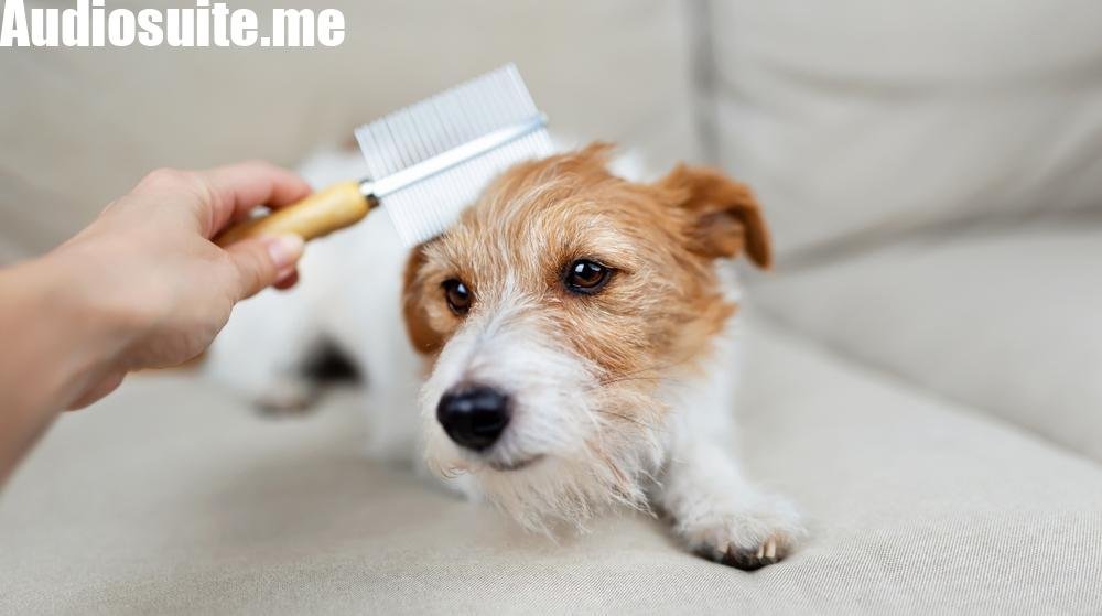 How Dog Grooming Improves Skin, Coat, and Overall Comfort