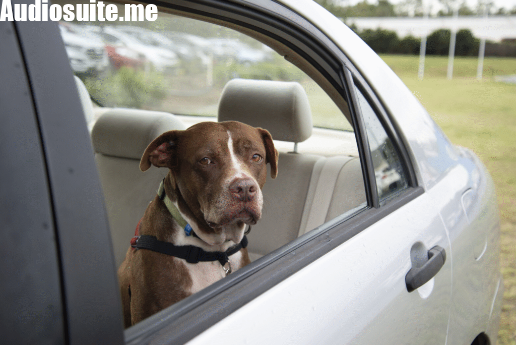 Dog in the Car