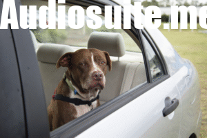 Dog in the Car