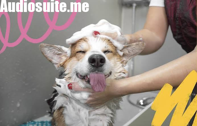 How to Make Grooming Less Stressful for Your Dog (Science-Backed Tips)